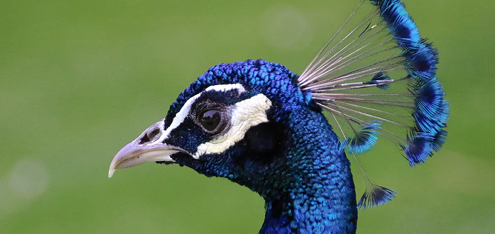 Alsace, Mulhouse, Zoo, Parc Zoologique et Botanique, Paon, Alsace et Moi, Pixanne Photographies