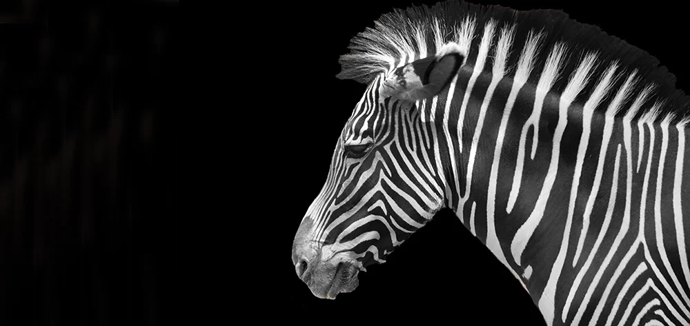 Alsace, Mulhouse, Zoo, Parc Zoologique et Botanique, Zèbre, Alsace et Moi, Pixanne Photographies