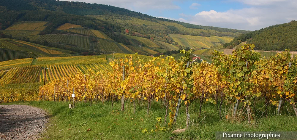 France, Alsace, Andlau, Vignoble, Alsace et Moi, Pixanne Photographies