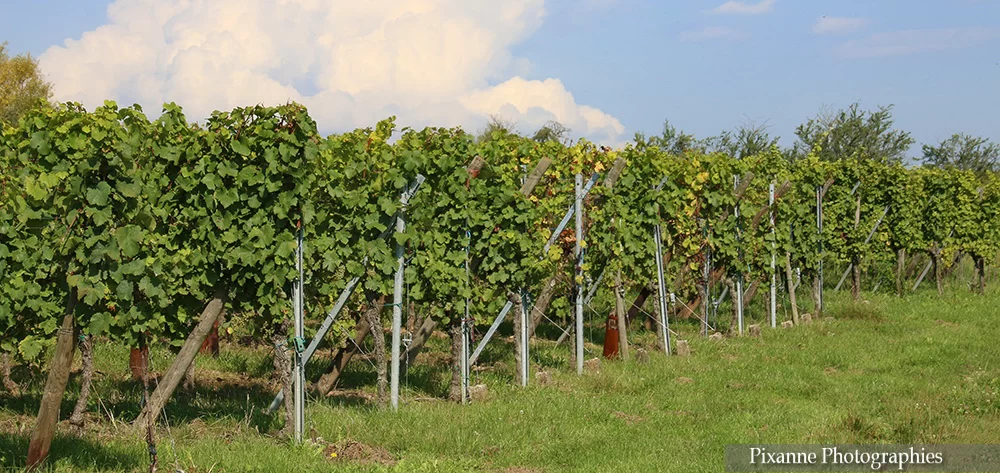 France, Alsace, Route des Vins, Andlau, Vignes, Alsace et Moi, Pixanne Photographies