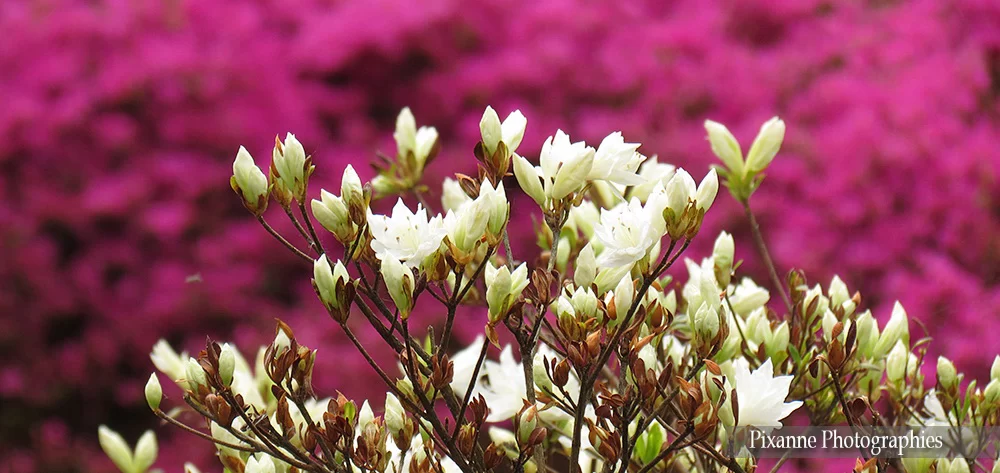 Vosges, Ban de Sapt, Jardins de Callunes, Alsace et Moi, Pixanne Photographies