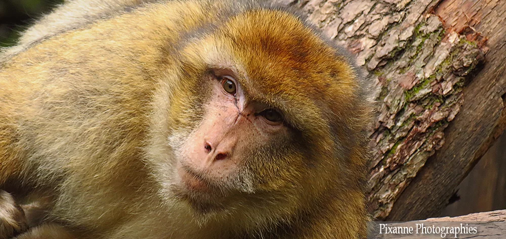 France, Alsace, Kintzheim, Montagne des Singes, Magots, Macaques, Alsace et Moi, Pixanne Photographies