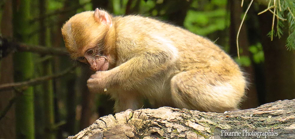 France, Alsace, Kintzheim, Montagne des Singes, Magots, Macaques, Alsace et Moi, Pixanne Photographies