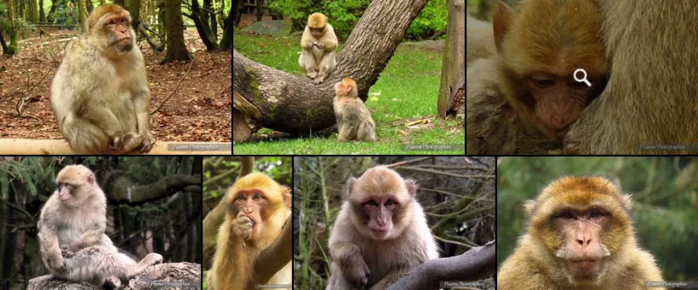 France, Alsace, Kintzheim, Montagne des Singes, Magots, Macaques, Alsace et Moi, Pixanne Photographies