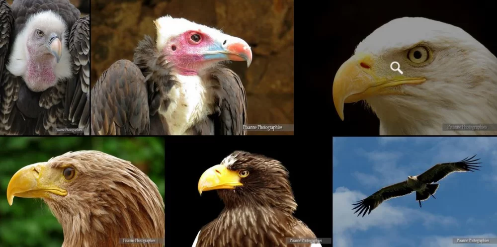 France, Alsace, Kintzheim, Volerie des Aigles, Aigle, Vautour, Alsace et Moi, Pixanne Photographies