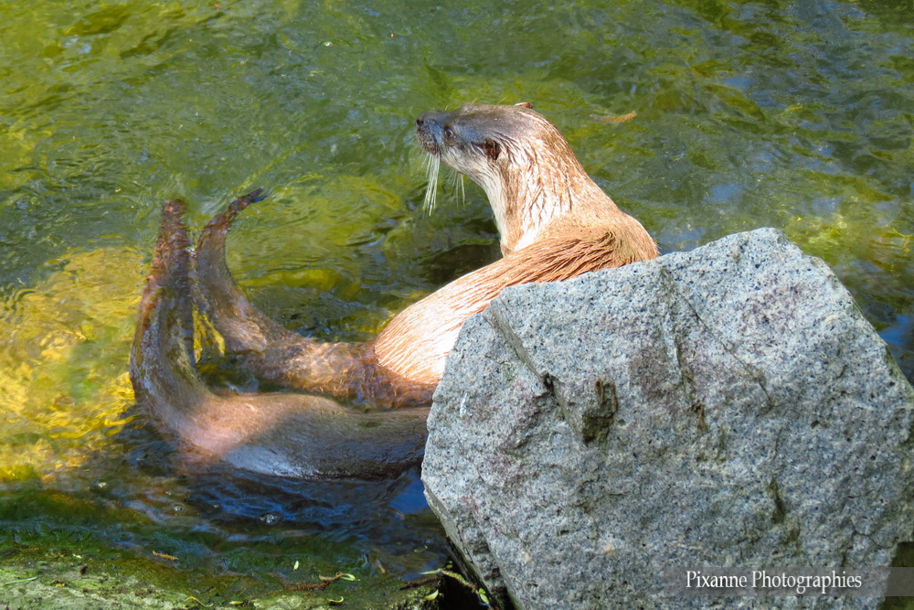 France, Alsace, Hunawihr, NaturOparc, Parc des Cigognes et des Loutres, Loutre, Alsace et Moi, Pixanne Photographies