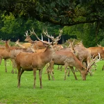 Lorraine, Moselle, Rhodes, Parc Animalier de Sainte Croix, Alsace et Moi, Pixanne Photographies