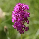France, Alsace, Mackenheim, Circuit des Castors, Orchidée, Anacamptis pyramidalis, Orchis pyramidal, Alsace et Moi, Pixanne Photographies