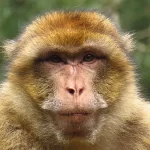 France, Alsace, Kintzheim, Montagne des singes, Magot, Alsace et Moi, Pixanne Photographies