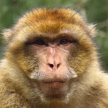 La Montagne des singes * Kintzheim * Singes Magots