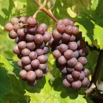 France, Alsace, Route de Vins, Vins d'Alsace, Alsace et Moi, Pixanne Photographies