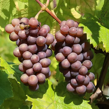 La Route des Vins * Les Vins d&rsquo;Alsace