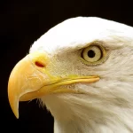 France, Alsace, Kintzheim, Volerie des Aigles, Alsace et Moi, Pixanne Photographies