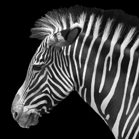 France, Alsace, Mulhouse, Zoo de Mulhouse, Zèbre, Alsace et Moi, Pixanne Photographies