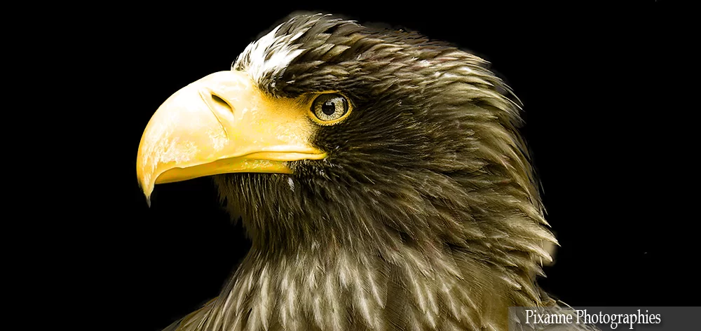 France, Alsace, Kintzheim, Volerie des Aigles, Pigargue de Steller, Alsace et Moi, Pixanne Photographies
