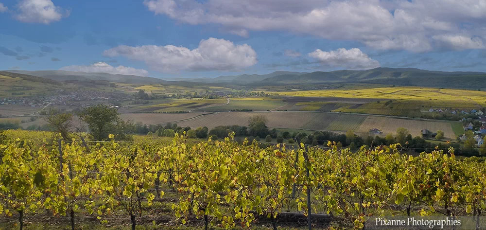 France, Alsace, Dahlenheim, Scharrachberg, Vignes, Vignoble, Alsace et Moi, Pixanne Photographies