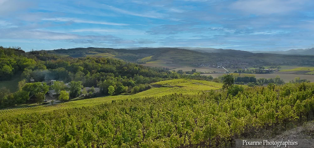 France, Alsace, Dahlenheim, Scharrachberg, Vignes, Vignoble, Alsace et Moi, Pixanne Photographies