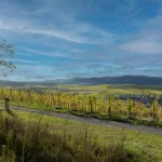 France, Alsace, Dahlenheim, Scharrachberg, Vignes, Vignoble, Alsace et Moi, Pixanne Photographies