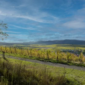 France, Alsace, Dahlenheim, Scharrachberg, Vignes, Vignoble, Alsace et Moi, Pixanne Photographies