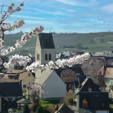 Mittelwihr, la colline aux amandiers