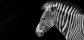 Alsace, Mulhouse, Zoo, Parc Zoologique et Botanique, Zèbre, Alsace et Moi, Pixanne Photographies