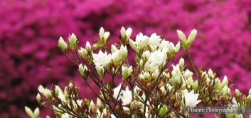Vosges, Ban de Sapt, Jardins de Callunes, Alsace et Moi, Pixanne Photographies