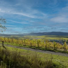 France, Alsace, Dahlenheim, Scharrachberg, Vignes, Vignoble, Alsace et Moi, Pixanne Photographies