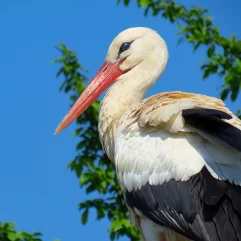 Alsace, Alsace et Moi, Cigogne, Hunawihr, NaturOparc, Pixanne Photographies