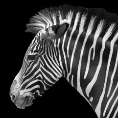 France, Alsace, Mulhouse, Zoo de Mulhouse, Zèbre, Alsace et Moi, Pixanne Photographies