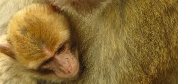France, Alsace, Kintzheim, Montagne des Singes, Magots, Macaque de Barbarie, singes, Alsace et Moi, Pixanne Photographies