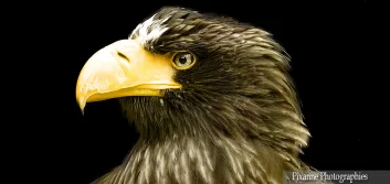 France, Alsace, Kintzheim, Volerie des Aigles, Pigargue de Steller, Alsace et Moi, Pixanne Photographies