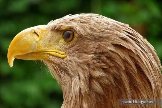 France, Alsace, Kintzheim, Volerie des Aigles, Aigle, Aigle Royal, Alsace et Moi, Pixanne Photographies