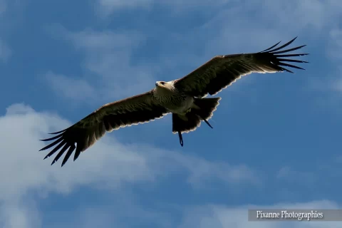 alsace, kintzheim, volerie des aigles, alsace et moi, pixanne photographies