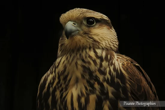alsace, kintzheim, volerie des aigles, alsace et moi, pixanne photogrpahies