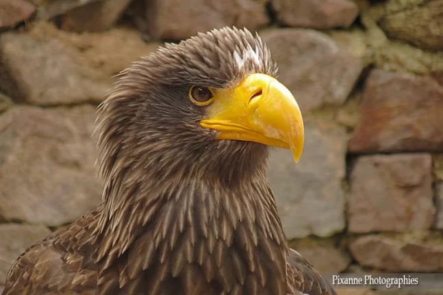 France, Alsace, Kintzheim, Volerie des Aigles, Aigle, Pygargue de Steller, Alsace et Moi, Pixanne Photographies