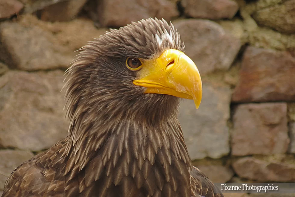 France, Alsace, Kintzheim, Volerie des Aigles, Aigle, Pygargue de Steller, Alsace et Moi, Pixanne Photographies