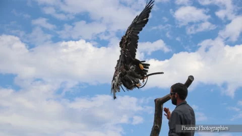 alsace, kintzheim, volerie des aigles, alsace et moi, pixanne phogoraphies