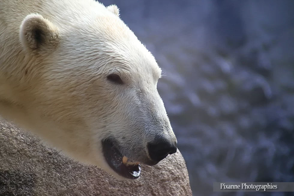 Alsace, Mulhouse, Zoo, Parc Zoologique et Botanique, Ours, Alsace et Moi, Pixanne Photographies