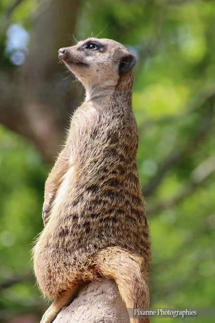 Alsace, Mulhouse, Zoo, Parc Zoologique et Botanique, Suricate, Alsace et Moi, Pixanne Photographies