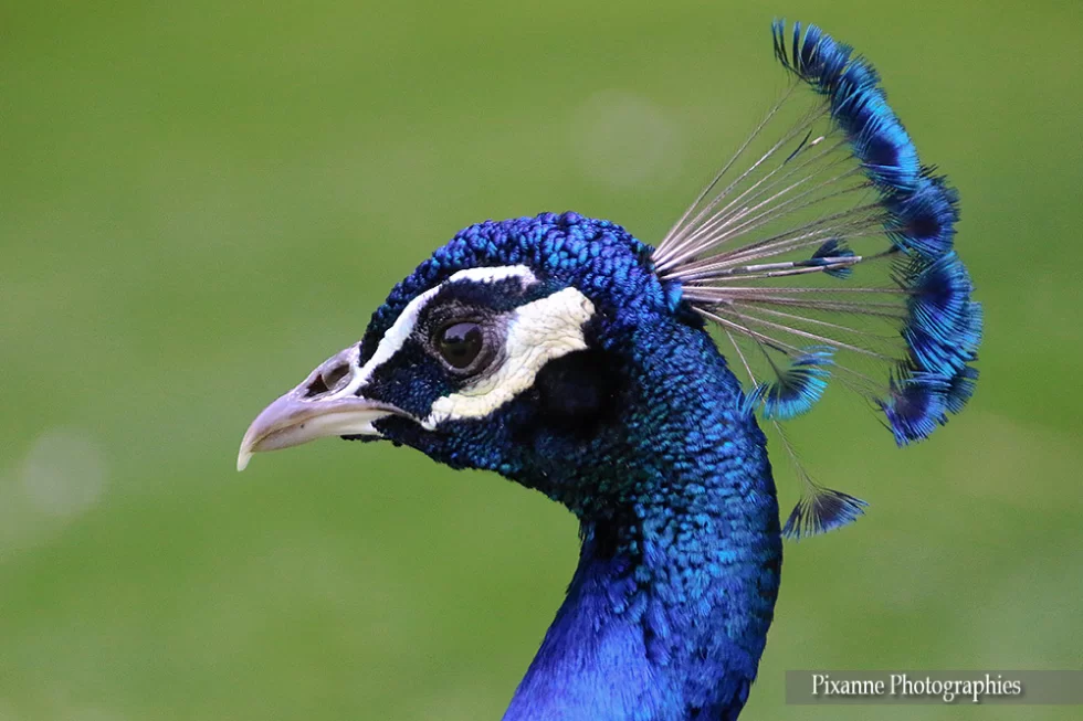 Alsace, Mulhouse, Zoo, Parc Zoologique et Botanique, Paon, Alsace et Moi, Pixanne Photographies