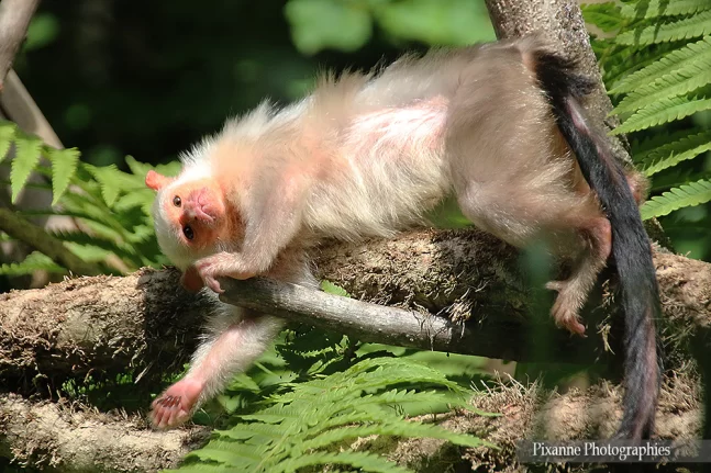 Alsace, Mulhouse, Zoo, Parc Zoologique et Botanique, Alsace et Moi, Pixanne Photographies
