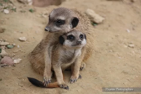 Alsace, Mulhouse, Zoo, Parc Zoologique et Botanique, Suricates, Alsace et Moi, Pixanne Photographies