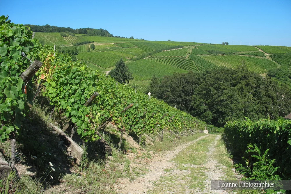 France, Alsace, Route des Vins, Ribeauvillé, Vignes, Alsace et Moi, Pixanne Photographies