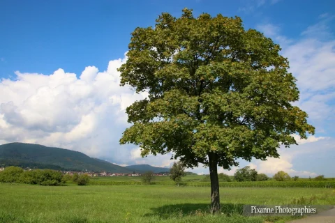 France, Alsace, Andlau, Plaine d'Alsace, Alsace et Moi, Pixanne Photographies