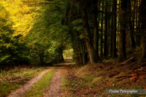 France, Alsace, Andlau, Forêt, Alsace et Moi, Pixanne Photographies