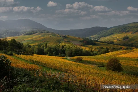 France, Alsace, Andlau, Vignoble, Vigne, Alsace et Moi, Pixanne Photographies
