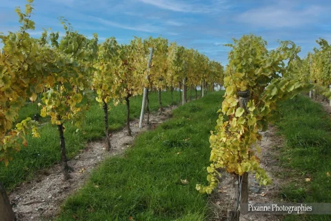 France, Alsace, Andlau, Vigne, Vignoble, Alsace et Moi, Pixanne Photographies