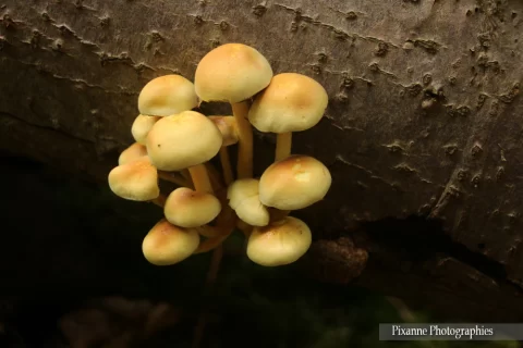 alsace, andlau, Eglise Abbatiale Sainte Richarde, forêt, champignon, alsace et moi, pixanne photographies