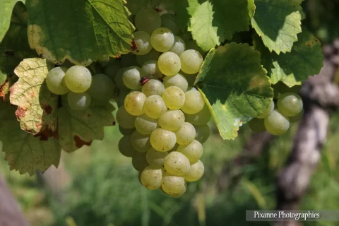 France, Alsace, Route des Vins, Andlau, Vignes, Raisin, Alsace et Moi, Pixanne Photographies
