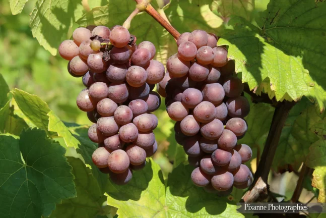 France, Alsace, Andlau, Vigne, Vignoble, Raisin, Alsace et Moi, Pixanne Photographies